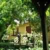 Under the Grape Arbor