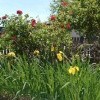 Irises and Roses